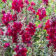 BIO Wyżlin większy Black Prince - Antirrhinum majus - bio nasiona wyżlinu - 120 szt.