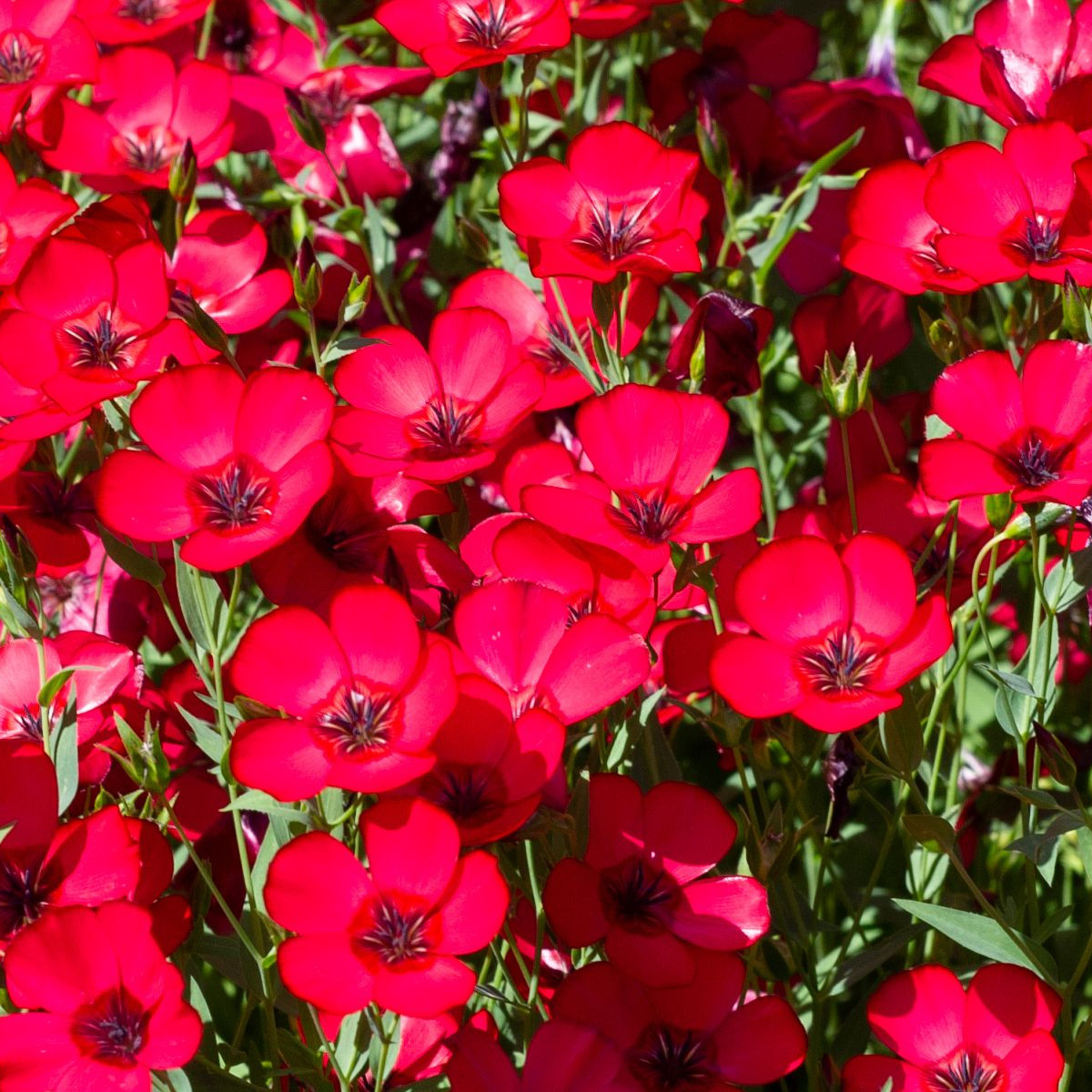 BIO Len velkokvětý červený - Linum grandiflorum - semena lnu - 120 ks