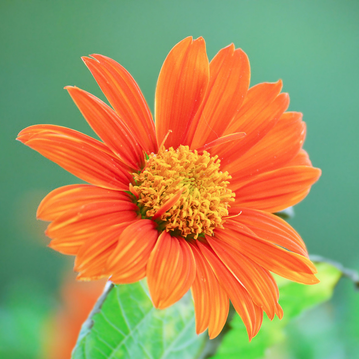 BIO Titónie okrouhlolistá - Tithonia rotundifolia - bio semena titónie - 50 k