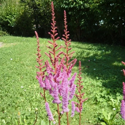 Čechrava čínská fialová - Astilbe chinensis - semena čechravy - 10 ks