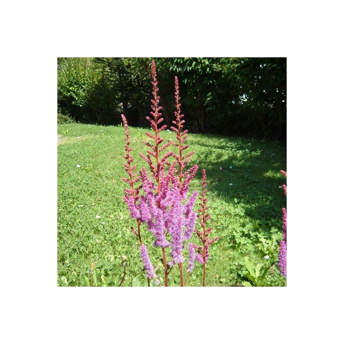 Čechrava čínská fialová - Astilbe chinensis - semena čechravy - 10 ks