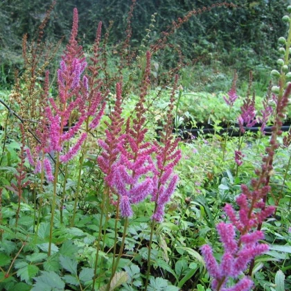 Čechrava čínská fialová - Astilbe chinensis - semena čechravy - 10 ks