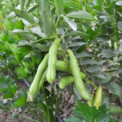 BIO Bob Fruhe Weisskeimige - Vicia faba - semena bio bobu - 15 ks