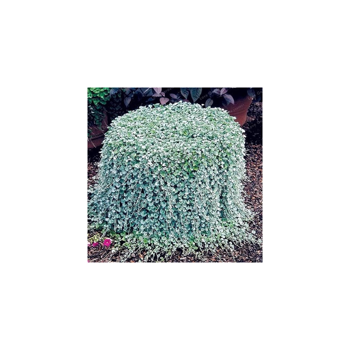 Stříbrný déšť Silver Falls - Dichondra emerals - semena stříbrného deště - 6 ks