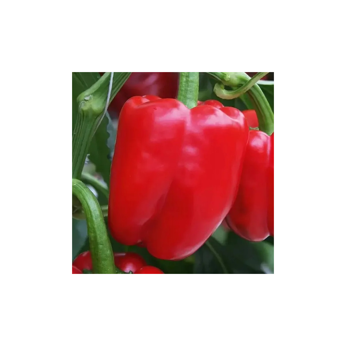 Paprika Beluga Red F1 - Capsicum annuum - semena papriky - 5 ks