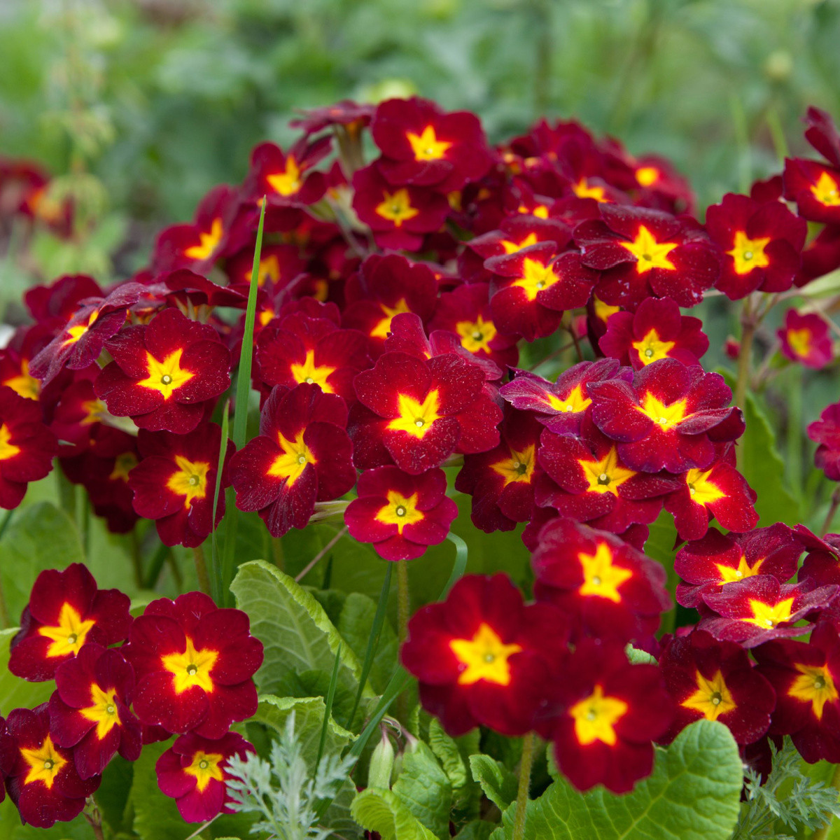Prvosenka Inara F1 Late Red - Primula elatior - semena prvosenky - 20 ks