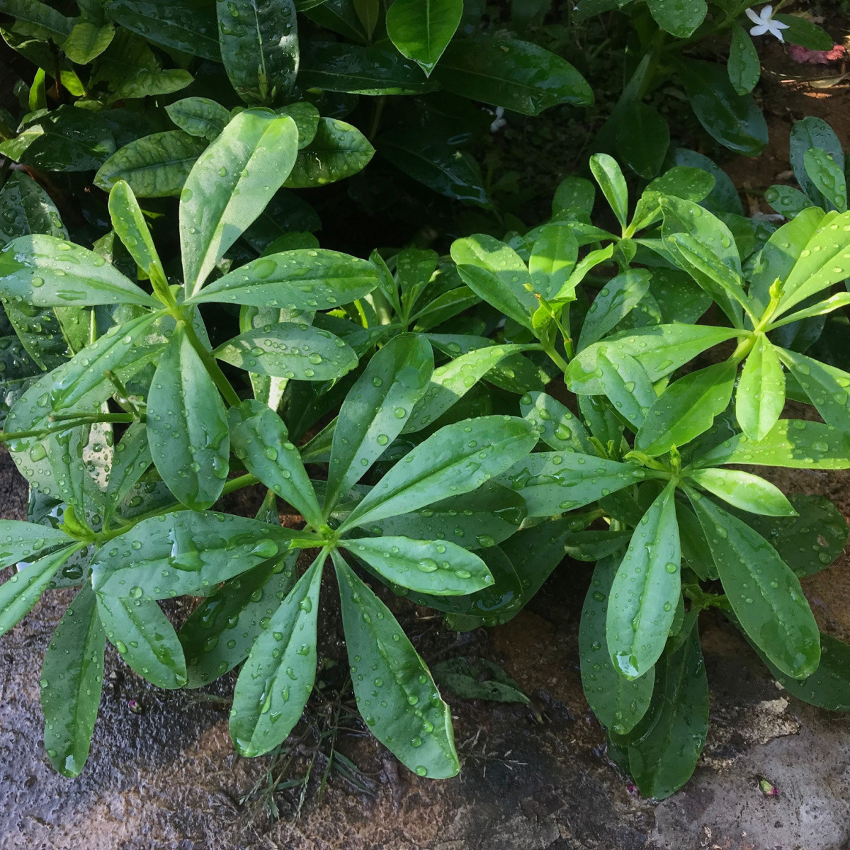 Ženšen korejský - Talinum paniculatum - semena ženšenu - 15 ks