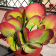 Kolopejka thyrsiflora - Kalanchoe - semena kolopejky - 15 ks
