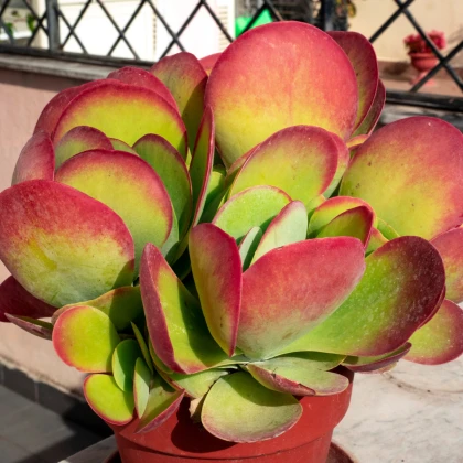 Kolopejka thyrsiflora - Kalanchoe - semena kolopejky - 15 ks