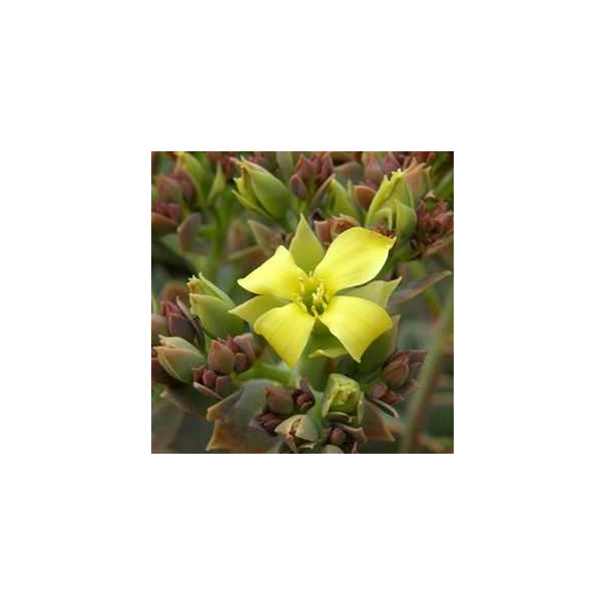 Kolopejka grandiflora - Kalanchoe - semena kolopejky - 20 ks