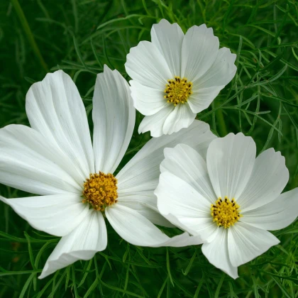 Krásenka zpeřená Cosmini White - Cosmos bipinnatus - semena krásenky - 20 ks