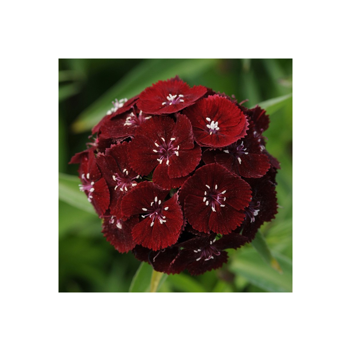 Hvozdík bradatý Sweet Black Cherry F1 - Dianthus barbatus - semena hvozdíku - 20 ks