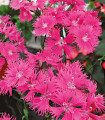 Hvozdík bradatý Bouquet Purple F1 - Dianthus barbatus - semena hvozdíku - 20 ks