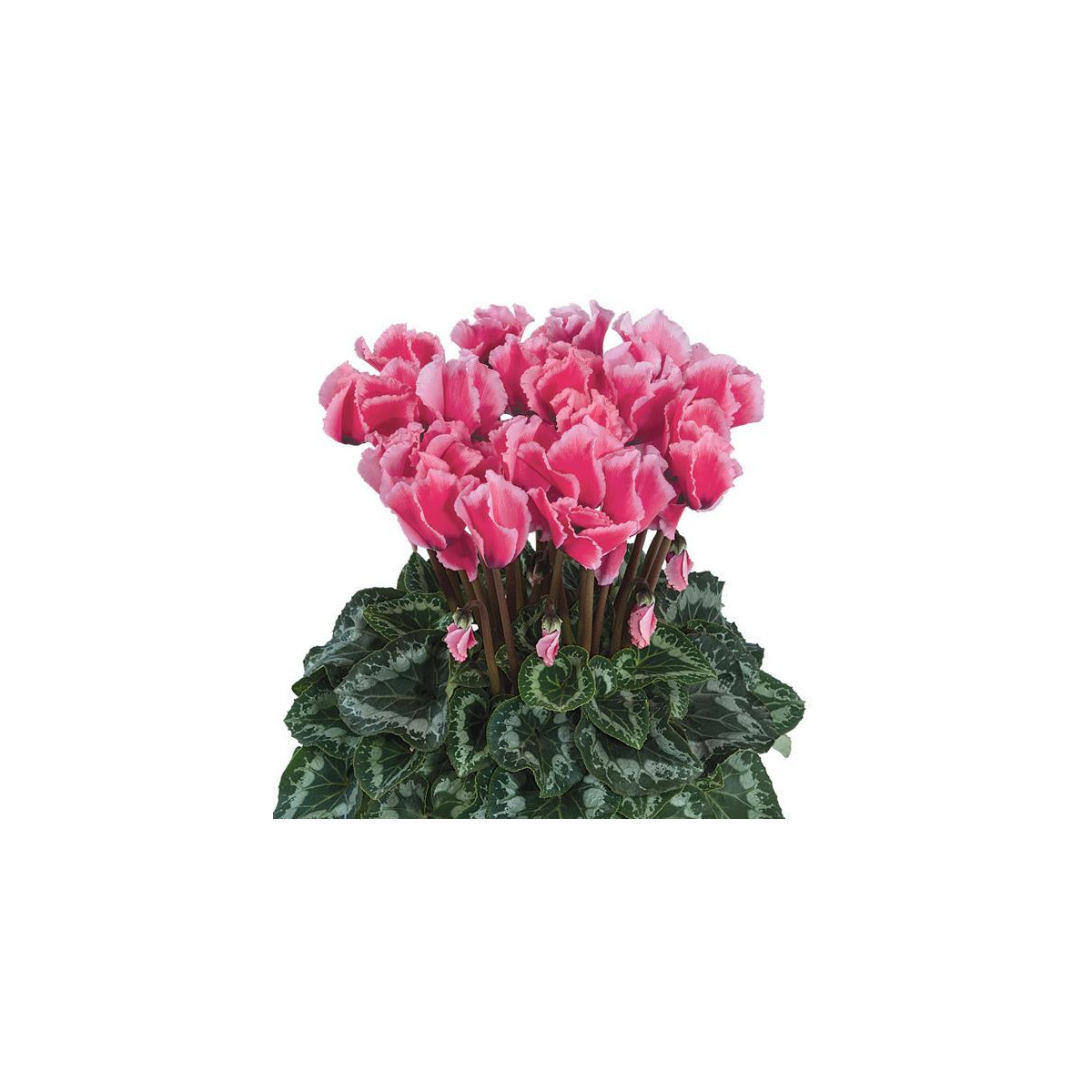 Brambořík perský Halios Culry Rose F1 - Cyclamen persicum - semena bramboříku - 6 ks