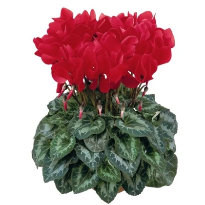 Brambořík perský Halios F1 Bright scarlet - Cyclamen persicum - semena bramboříku - 6 ks