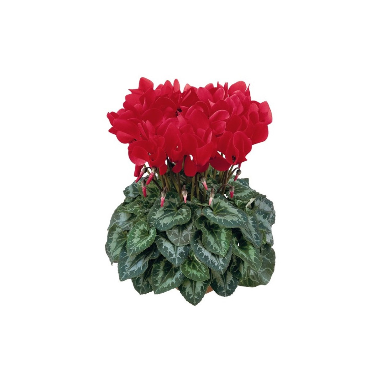 Brambořík perský Halios F1 Bright scarlet - Cyclamen persicum - semena bramboříku - 6 ks