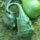 Tykev okrasná Dinosaurus - Cucurbita sicenaria - semena tykve - 6 ks