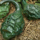 Tykev okrasná Dinosaurus - Cucurbita sicenaria - semena tykve - 6 ks