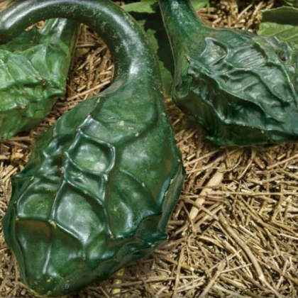 Tykev okrasná Dinosaurus - Cucurbita sicenaria - semena tykve - 6 ks