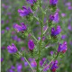 Hadinec jitrocelovitý - Echium plantagineum - semena hadince - 100 ks