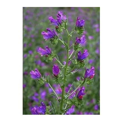 Hadinec jitrocelovitý - Echium plantagineum - semena hadince - 100 ks