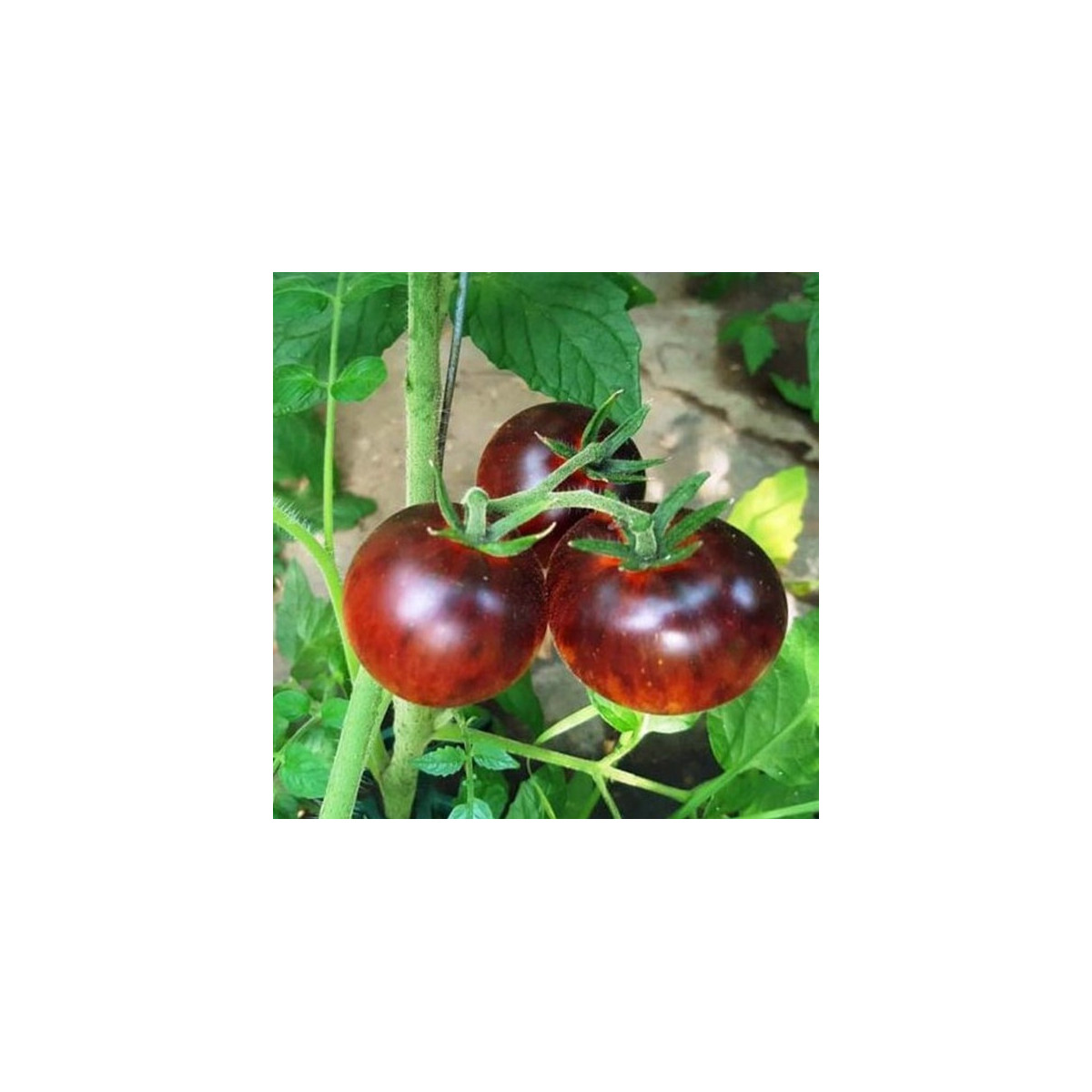 BIO Rajče Black Trifele - Solanum lycopersicum - bio semena rajčete - 7 ks