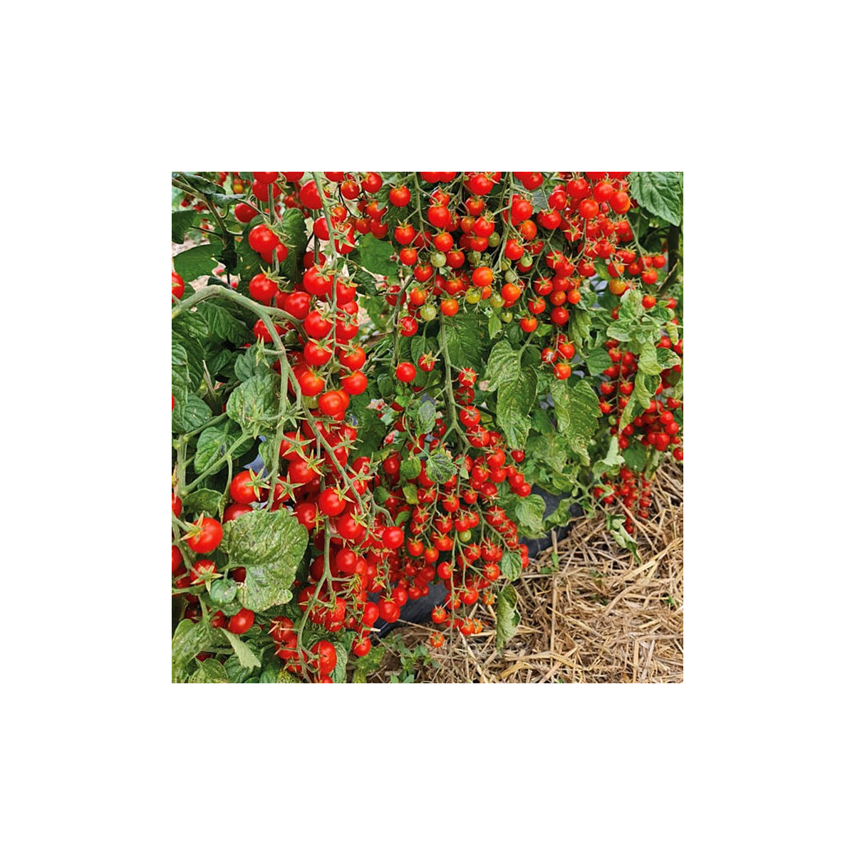 Rajče Perlino červené F1 - Solanum lycopersicum - semena rajčete - 6 ks