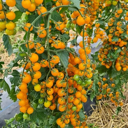 Rajče Perlino žluté F1 - Solanum lycopersicum - semena rajčete - 6 ks