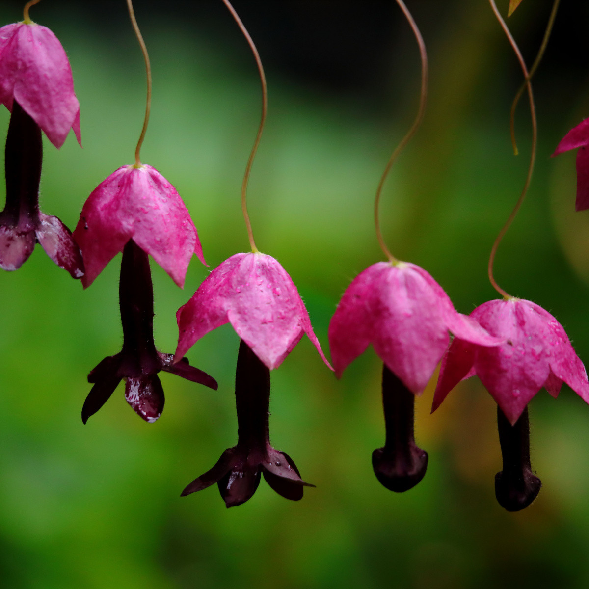 Rodochiton Purple Bells - Rhodochiton atrosanguineus - semena rodochitonu - 6 ks