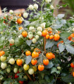 Rajče Tiny Temptations Orange F1 PhR - Solanum lycopersicum - semena rajčete - 5 ks