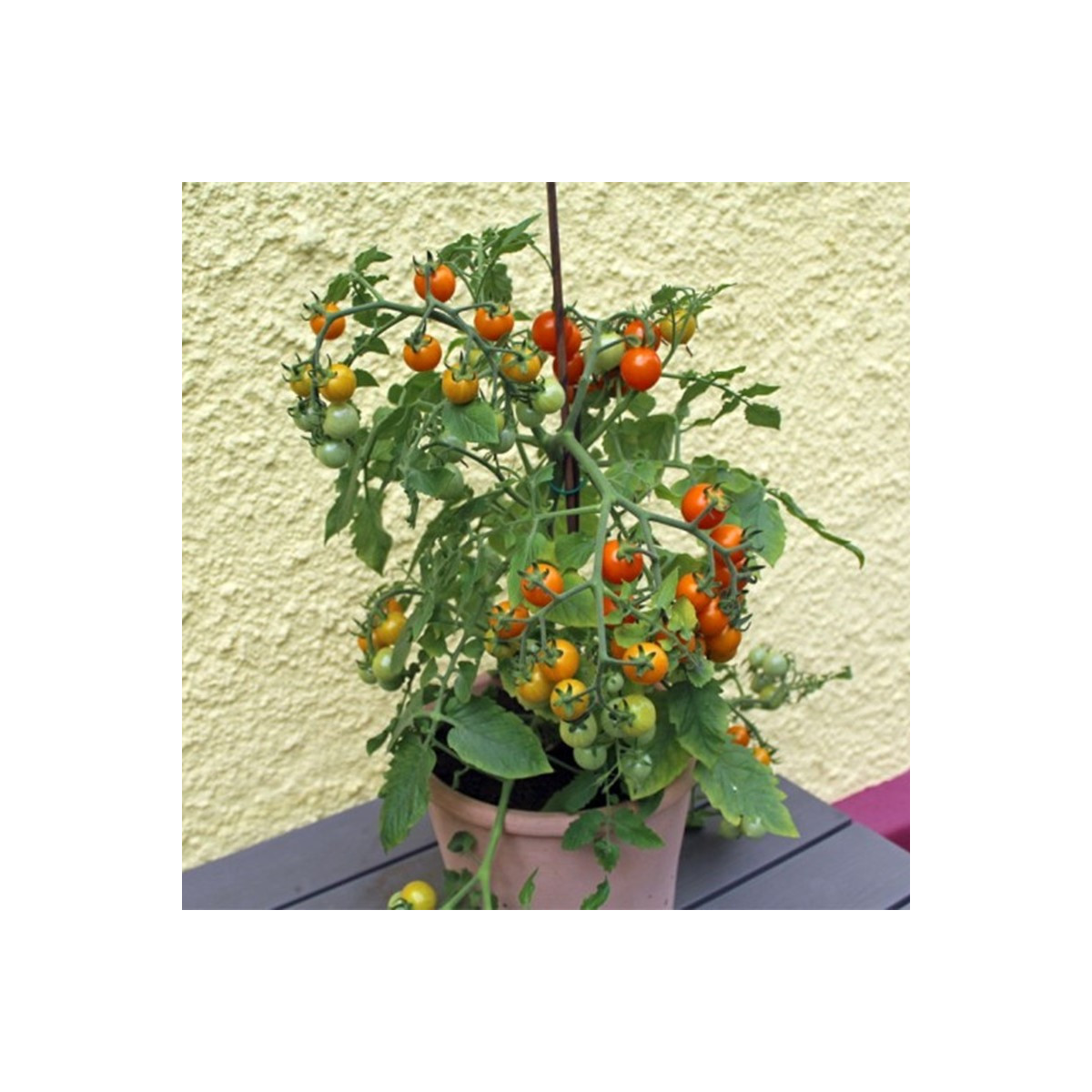 Rajče Tiny Temptations Orange F1 PhR - Solanum lycopersicum - semena rajčete - 5 ks