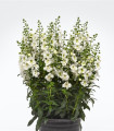 Angelionie úzkolistá Serenita white - Angelonia angustifolia - semena angelonie - 6 ks