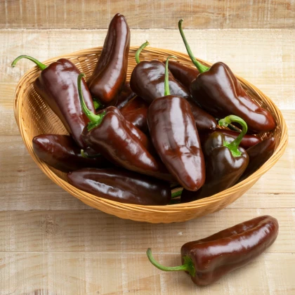 BIO Paprika Sweet Chocolate - Capsicum annuum - bio semena papriky - 7 ks