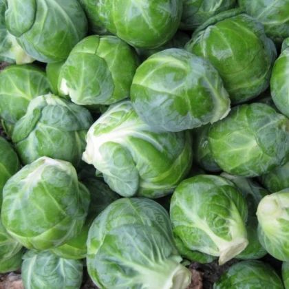 BIO Kapusta růžičková Dagan F1 - Brassica oleracea - semena kapusty - 20 ks