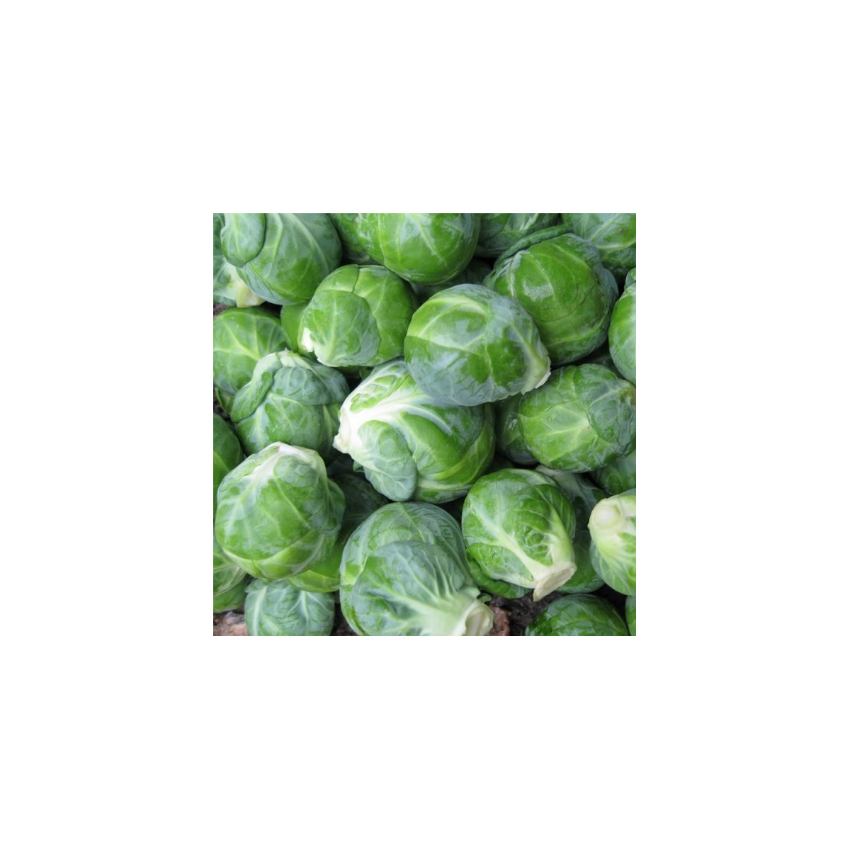 BIO Kapusta růžičková Dagan F1 - Brassica oleracea - semena kapusty - 20 ks