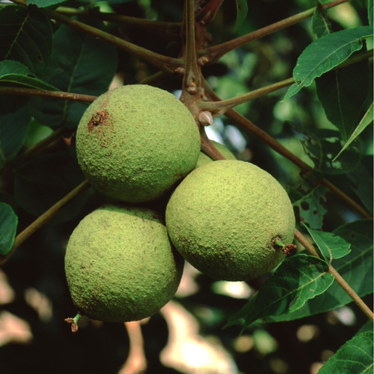 Ořešák černý - Juglans nigra - semena ořešáku - 2 ks