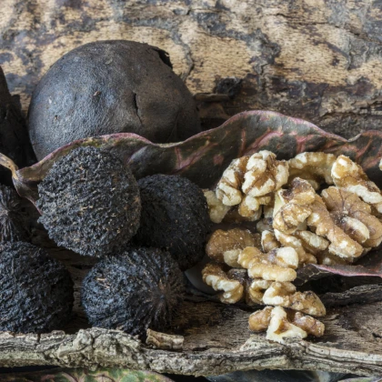 Ořešák černý - Juglans nigra - semena ořešáku - 2 ks