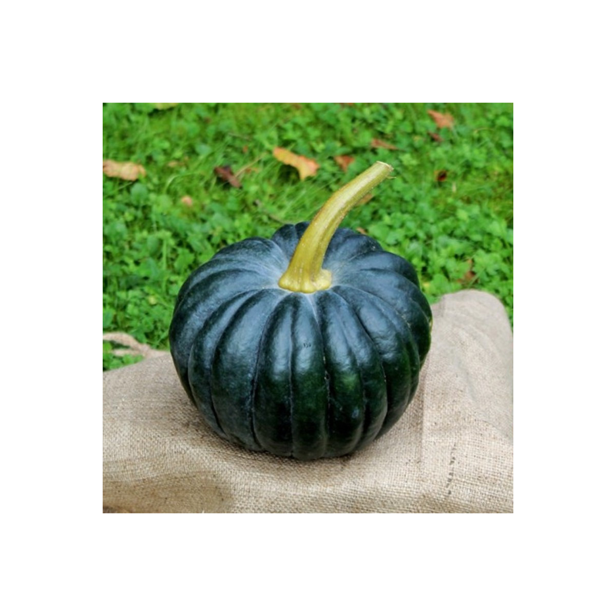 BIO Dýně Black Futsu - Cucurbita moschata - bio semena dýně - 7 ks