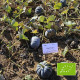 BIO Dýně Black Futsu - Cucurbita moschata - bio semena dýně - 7 ks