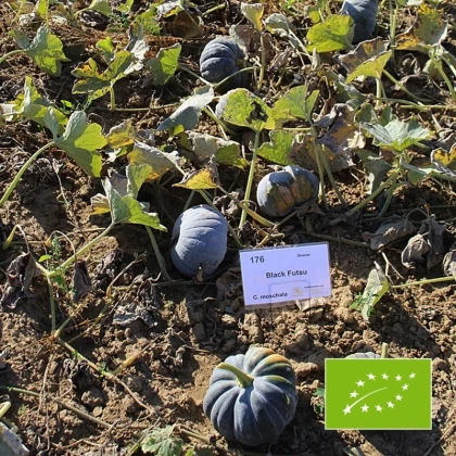 BIO Dýně Black Futsu - Cucurbita moschata - bio semena dýně - 7 ks