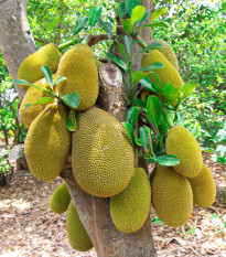 Chlebovník různolistý - Artocarpus heterophyllus - semena chlebovníku - 2 ks