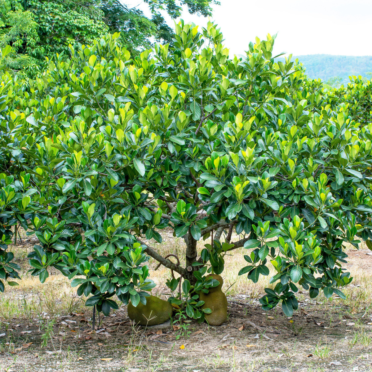 Chlebovník různolistý - Artocarpus heterophyllus - semena chlebovníku - 2 ks