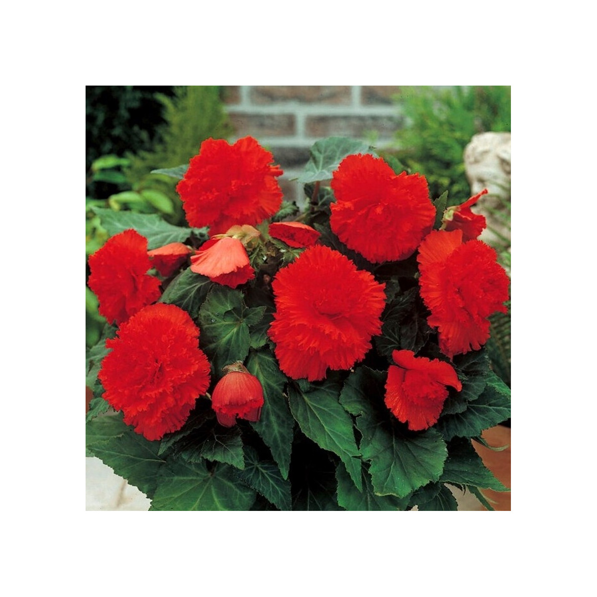 Begonie třepenitá červená - Begonia fimbriata - hlízy begonie - 2 ks