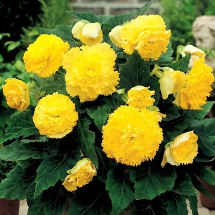 Begonie třepenitá žlutá - Begonia fimbriata - hlízy begonie - 2 ks