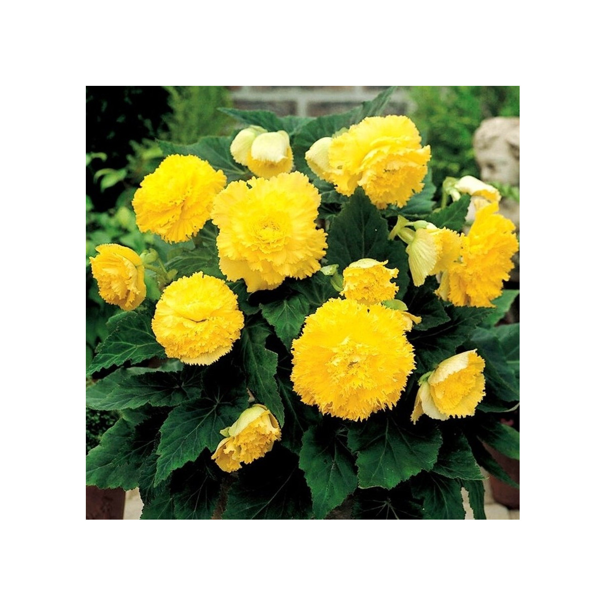 Begonie třepenitá žlutá - Begonia fimbriata - hlízy begonie - 2 ks