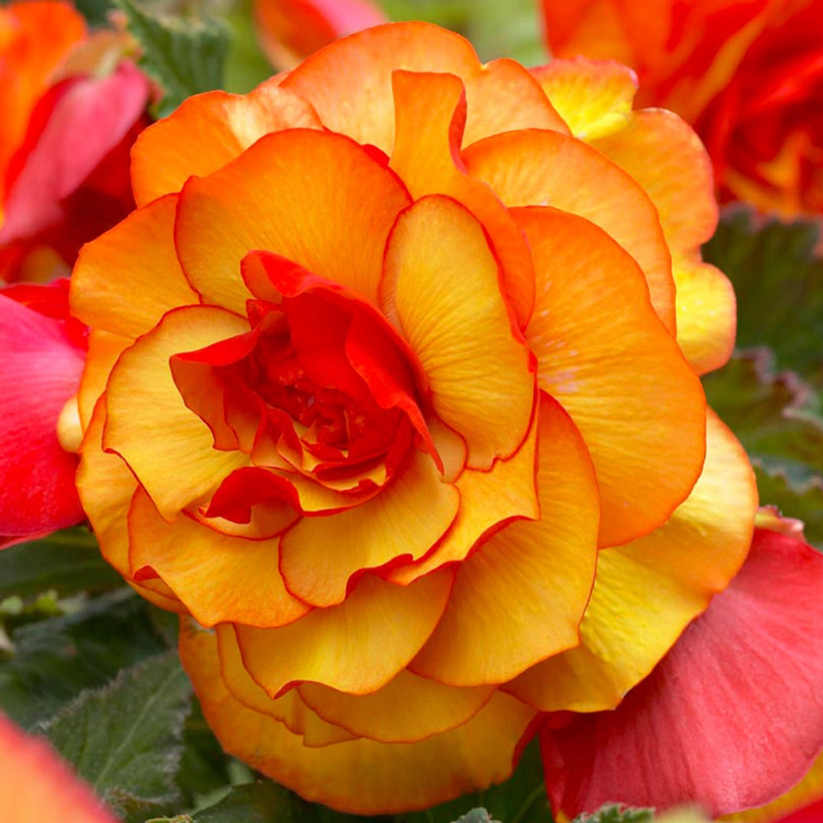 Begonie Golden Balcony - Begonia tuberhybrida - hlízy begonie - 2 ks
