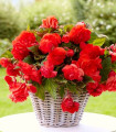 Begonie Red Glory - Begonia odorata - hlízy begonie - 2 ks