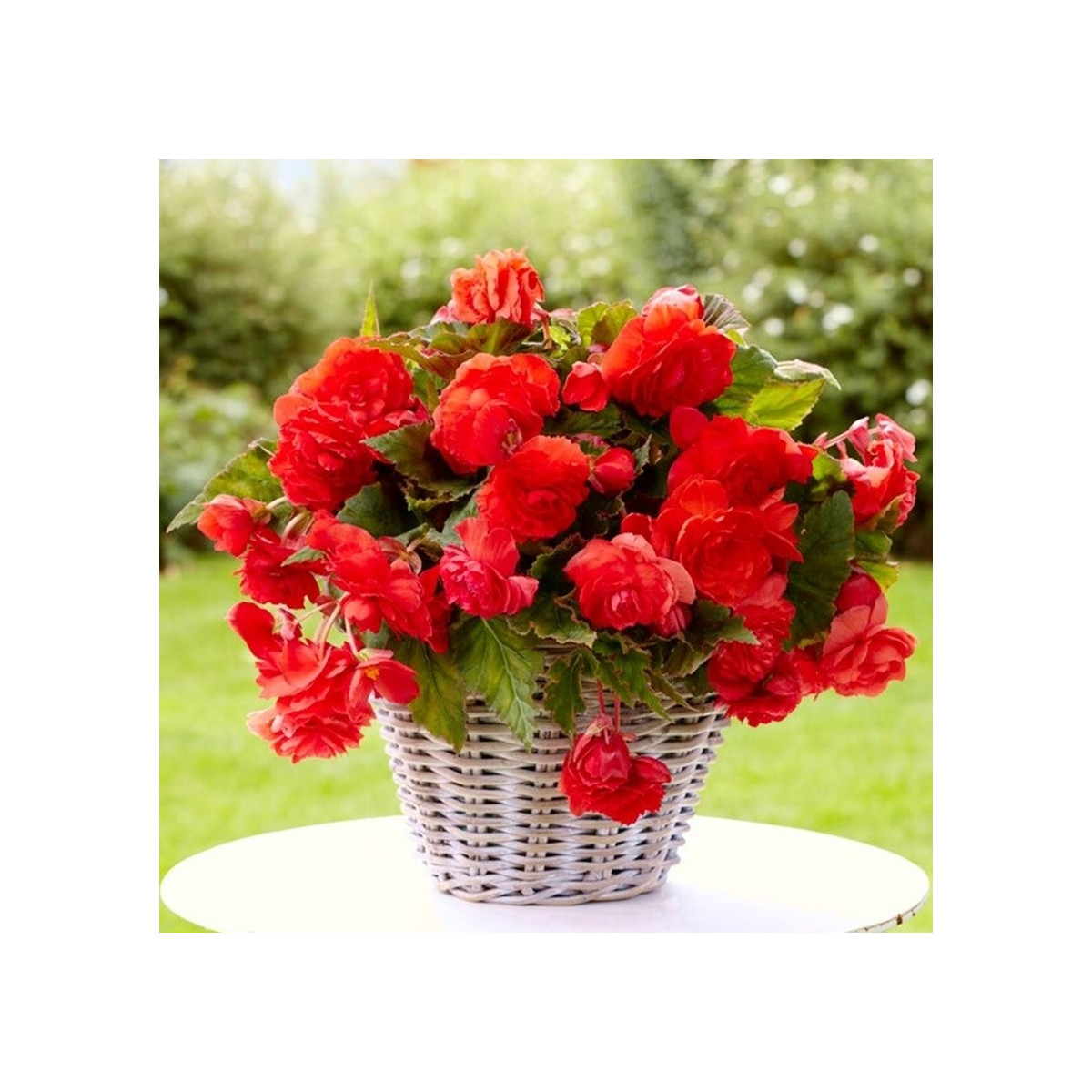 Begonie Red Glory - Begonia odorata - hlízy begonie - 2 ks