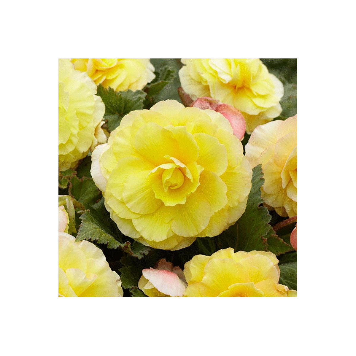 Begonie plnokvětá žlutá - Begonia superba - hlízy begonie - 2 ks