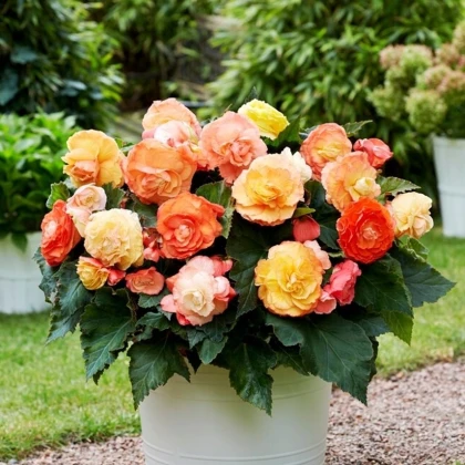 Begonie plnokvětá Bolero - Begonia superba - hlízy begonie - 2 ks